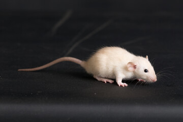 white baby rat on a black background