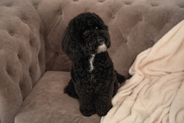 Cute black toy poodle sitting on sofa