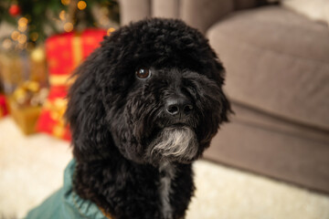 Concept of Merry Christmas, funny Christmas dog