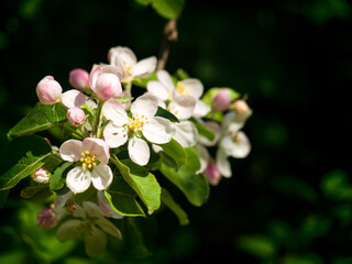 Obraz na płótnie Canvas Spring flowers on apple-tree branches