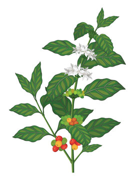 Coffee Tree, Coffee Branch, Coffee Beans, Coffee Plant, Coffee Vector, Coffee Illustration