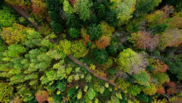 Drone fly over pine trees and yellow treetops. Colorful trees in the wood. Autumn nature forest background. Picturesque autumn landscape. Magical Vivid Forest in Bright Autumn Colors. Top aerial view.