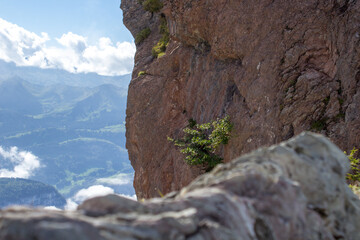 Closeup of a small tree on a cliff