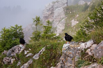 A Raven on a Mountain