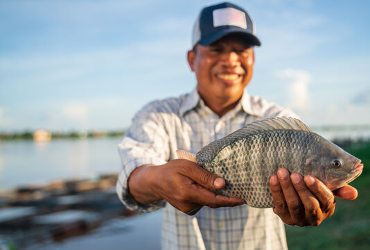 Aquaculture farmer man showcasing quality-raised tilapia in his hands