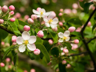 Spring flowers on apple-tree branches