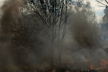 Fire in forest. Smoke and fire in nature. Burning garbage.