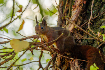 cute red squirrel playing in park. Urban wildlife.
