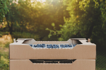 Shipping of blueberry in box or crate with many plastic containers of freshly collected berries....