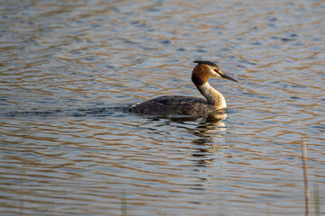 great crested grebe swimming on lake