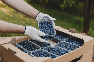 Male hands holding plastic container with large blueberries over cardboard box or crate full of blueberry. Berry shipping, delivery concept. Seller showcase the product. Worker show collected product