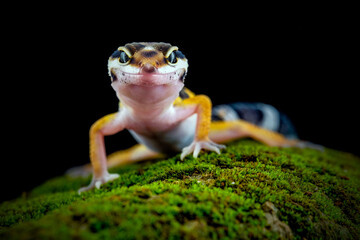 gecko on mossy rock
