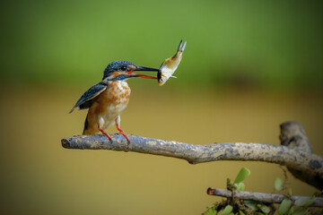kingfisher on branch
