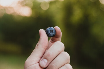 Close up of fingers holding a single blueberry on the blurred green background. Concept of healthy food and antioxidant. Ripe blue berry between fingertips. Copy space area. High quality photo