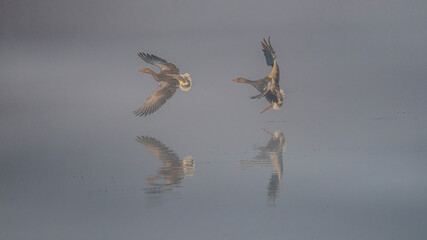 two greylag geese flying over water in the mist with reflections