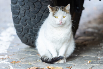 close up portrait of a cat
