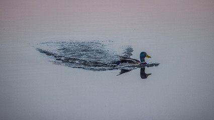 mallard duck swimming on lake with ripples 