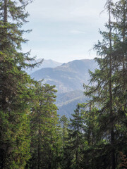 Vertical view of a mountain with forest between the pine trees.