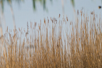 reflection of reeds in water