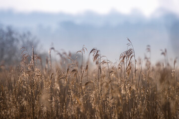 Fototapeta premium view over the reeds