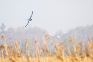 common turn flying in the sky