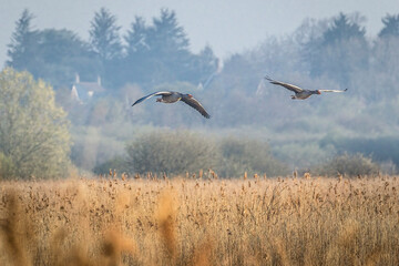 two greylag geese flying our reeds