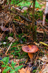 White mushroom (Boletus edulis) in the autumn forest after the rain against the background of old trees 