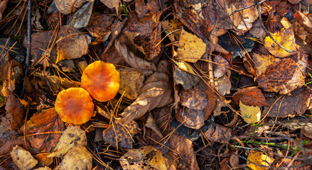 A group of poisonous mushrooms (toadstools) against the background of autumn withered foliage, green moss and branches in the forest