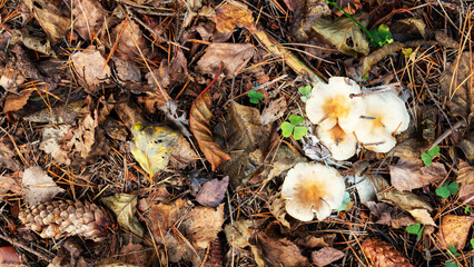A group of poisonous mushrooms (toadstools) against the background of autumn withered foliage, green moss and branches in the forest