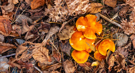 A group of poisonous mushrooms (toadstools) against the background of autumn withered foliage, green moss and branches in the forest