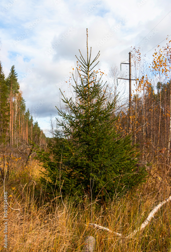 Sticker young green symmetrical spruce in a mixed forest in autumn