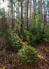 Young green symmetrical spruce in a mixed forest in autumn