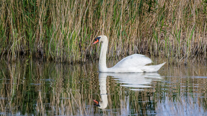 swan swimming  on the water with reflection