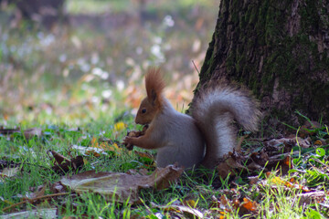 Naklejka na ściany i meble Squirrel holding a nut on the grass near a tree in the park