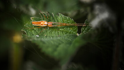 spider, tetragnatha montana on leaf
