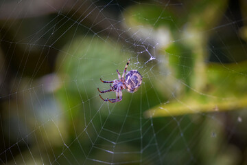 spider on web