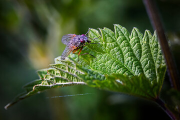 fly on leaf