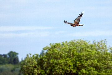 marsh harrier flying in the sky