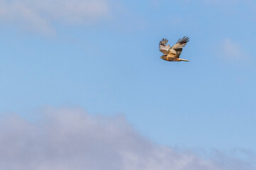 marsh harrier flying in the sky