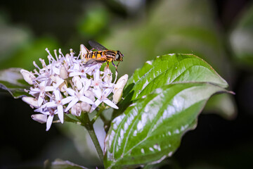 helophilus pendulus, insect on a flower