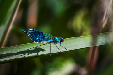 damselfly fly on leaf
