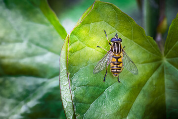 helophilus pendulus, insect on leaf