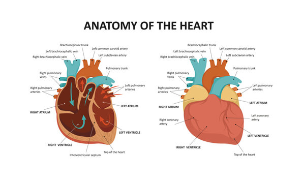 Human heart anatomy. Vector illustration