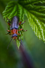 cantharis pellucida, insect on a leaf