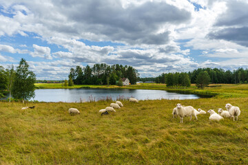 Sheep grazing by a lake in the Swedish countryside