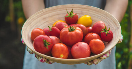 The farmer harvests tomatoes in the garden. Selective focus.