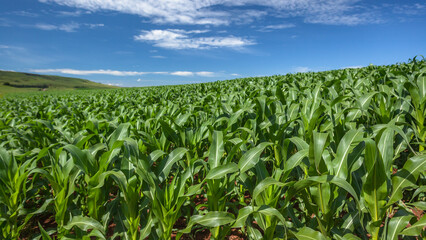 Maize Corn Crops Farming Agriculture Field Landscape in Rural  Mountains Summer Season Landscape.