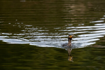 A commorant is swimming in the lake