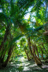 Small path, tropical forest, and coconuts tree tunnel, Kayangel island, Palau, Pacific
