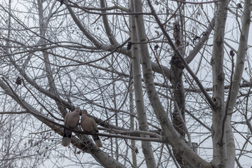 A pair of pigeons in a leafless tree in winter.